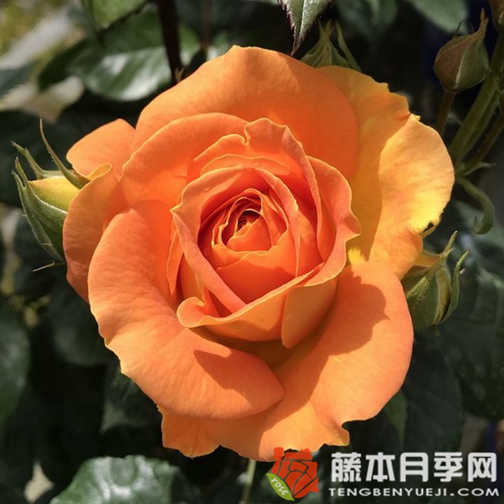 金埃尔莎