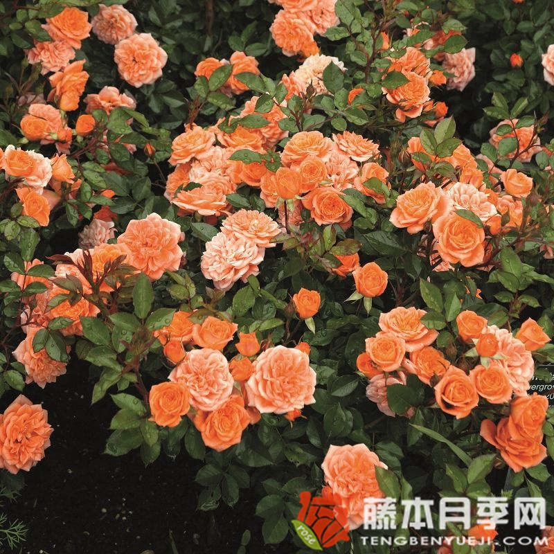 尼内塔