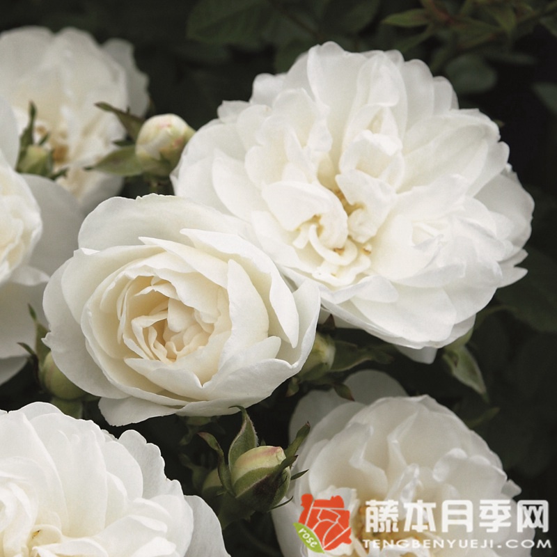 白色婴儿