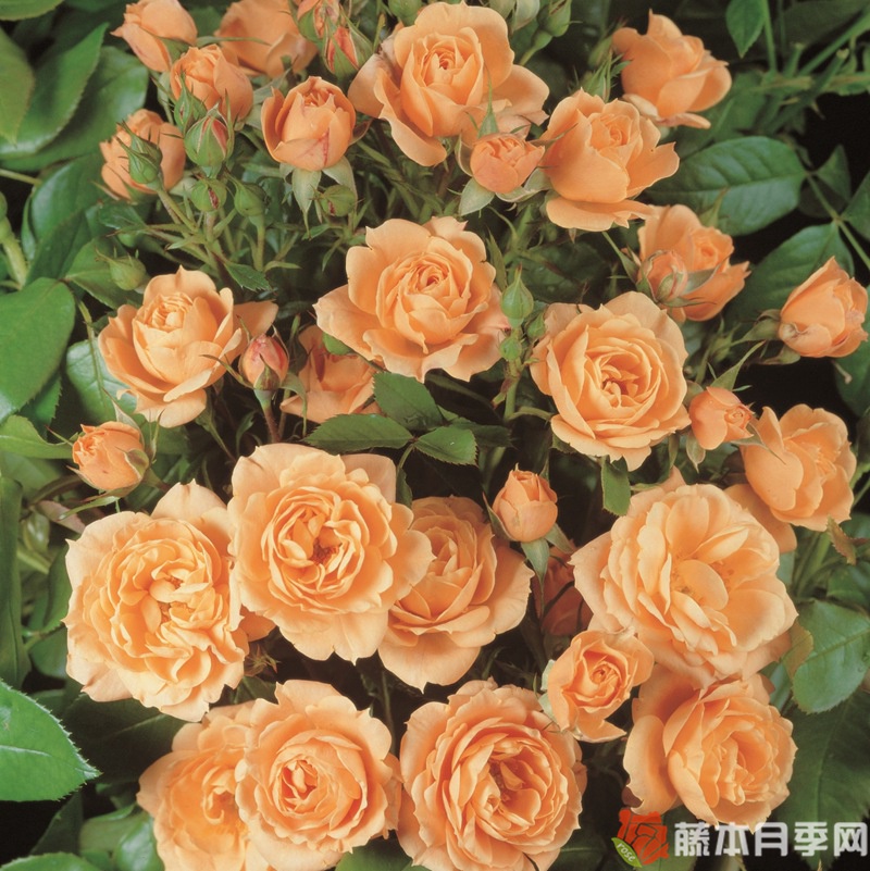 杏色小柑橘