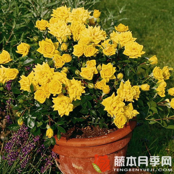 黄金珠宝