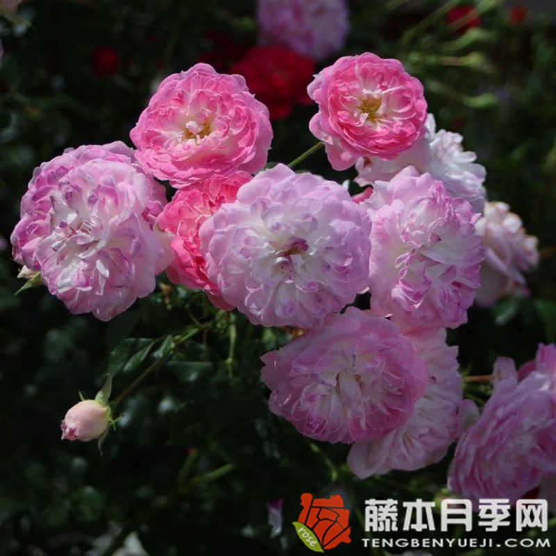 匹诺曹