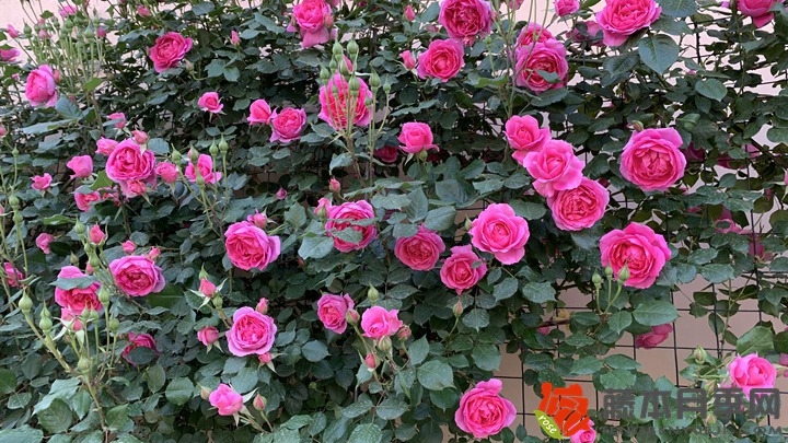 1705041291297321.jpg 月季怎样才能开很多花