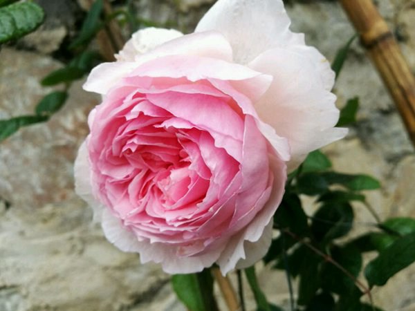 威基伍德-藤本月季 威基伍德-藤本月季