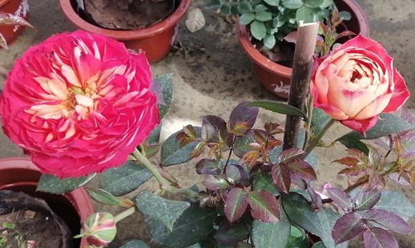 藤宝贝月季是大藤本吗，藤宝贝有什么优缺点