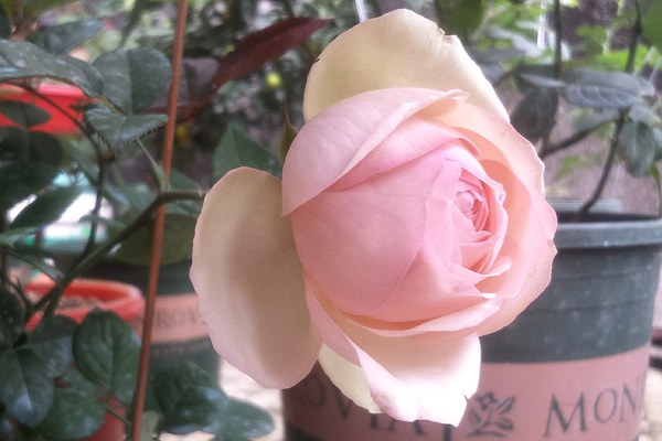 蒙娜丽莎 切花月季有哪些好品种值得入手