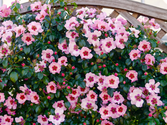 image 月季花型分类图(玫瑰)标准绽放形式图解