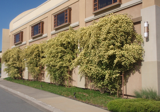 Rose Banksiae'lutea' 藤蔓玫瑰到攀爬玫瑰的过程