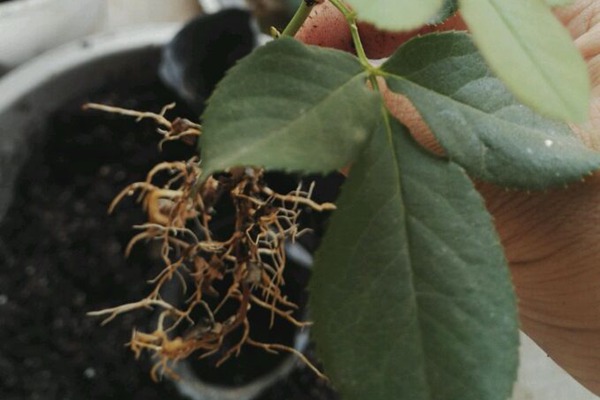 月季花最佳扦插时间是什么时候？