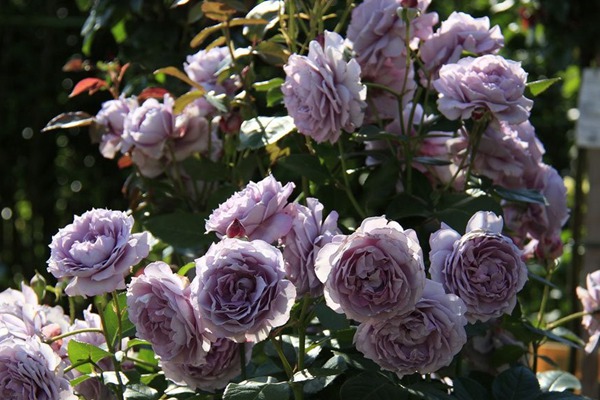 1709952894438232.jpg 诺瓦利斯月季的优缺点分析