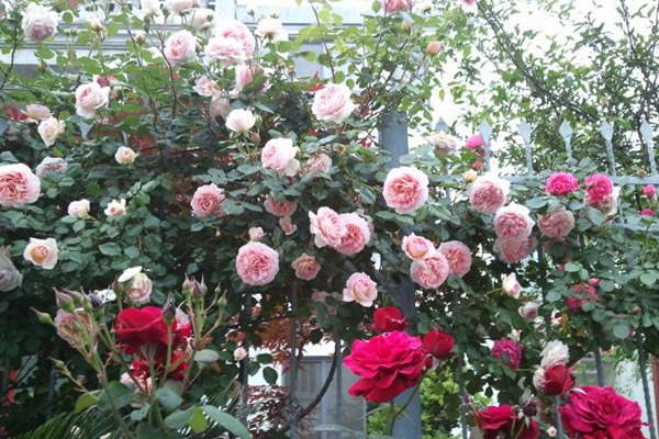 颜值爆表的瑞典女王还有啥优点? 颜值爆表的瑞典女王还有啥优点?