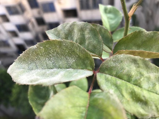 1662000817500845.jpg 白粉病_副本.jpg