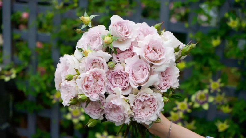 1731567234673941.jpg 露凝香月季的优缺特点