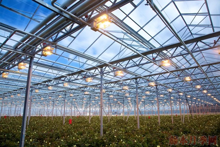 月季过冬可以搬入暖气房吗？