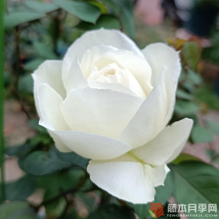 婚礼之路 婚礼之路