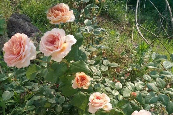 真宙月季的优缺点