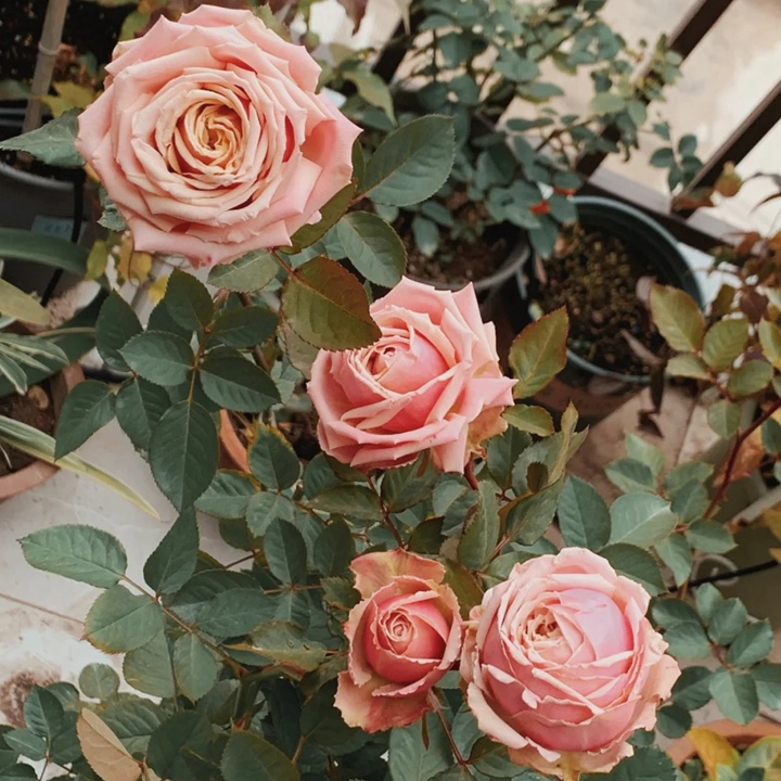 1730875672674966.jpg 月季浪漫伊甸园怎么样