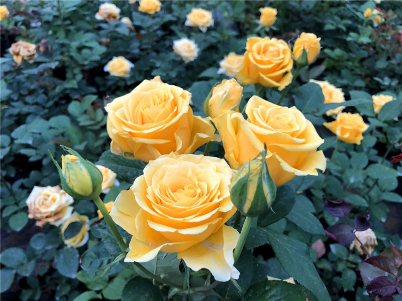 1705733346408469.jpg 月季花是不是每个月都开花