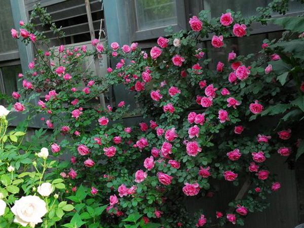 粉色达芬奇-藤本月季 粉色达芬奇-藤本月季