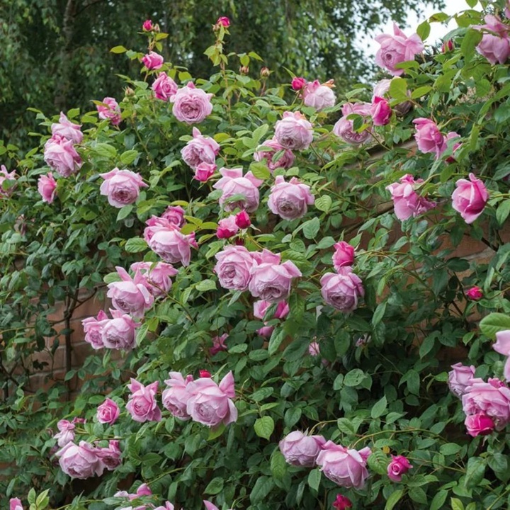 月季扦插活的苗怎么管理 月季扦插活的苗怎么管理