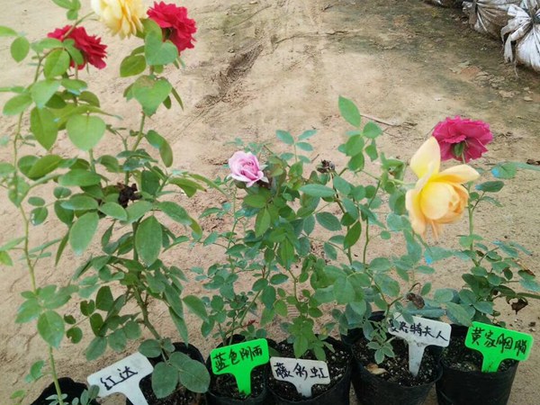 藤本月季多少钱一棵? 藤本月季多少钱一棵?