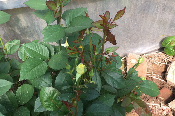 月季新叶为什么有的是红的,有的是绿的? 月季新叶为什么有的是红的,有的是绿的?