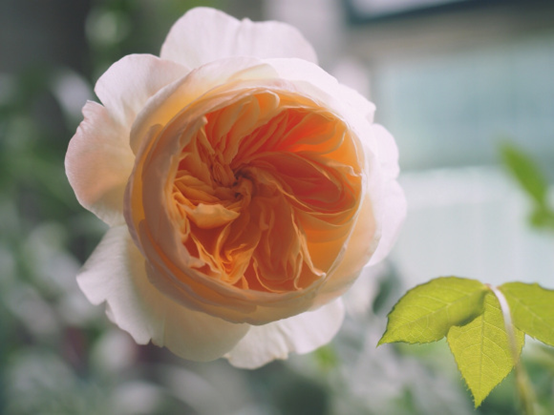 image 月季花型分类图(玫瑰)标准绽放形式图解