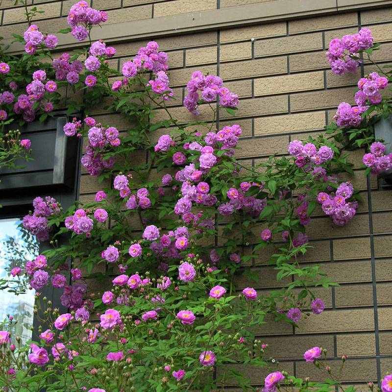 月季花起腻虫怎么办小妙招 月季花起腻虫怎么办小妙招