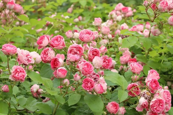 1710329714528788.jpg 胭脂扣适合用来做花墙吗