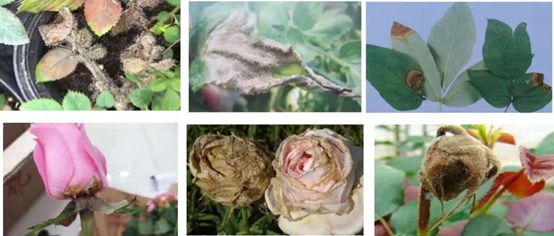 1662000944613918.jpg 灰霉病_副本.jpg