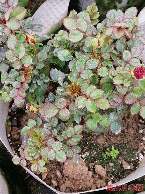 芬芳宝石 芬芳宝石