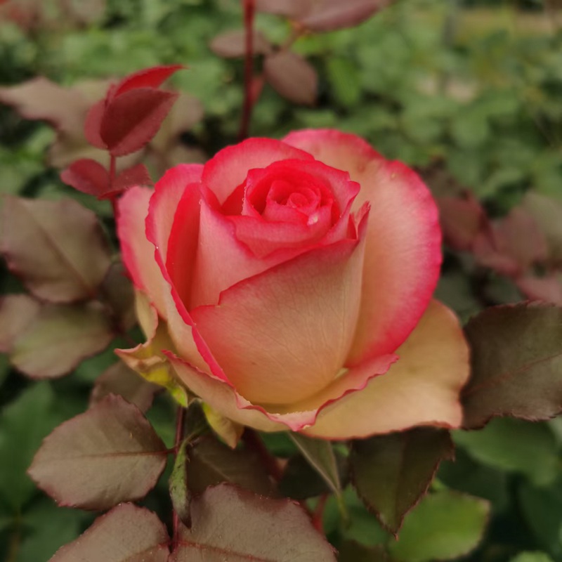 1710328492152768.jpg 梦露和艾莎月季哪个好看?