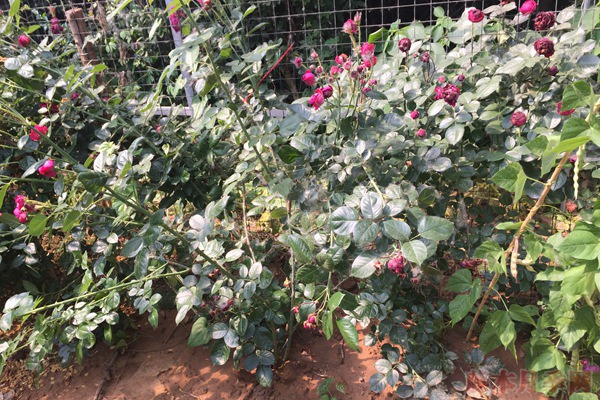 嫁接苗不肯发笋?没有的事! 嫁接苗不肯发笋?没有的事!