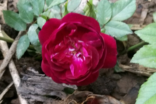 月季移栽后叶子发黄 月季移栽后叶子发黄