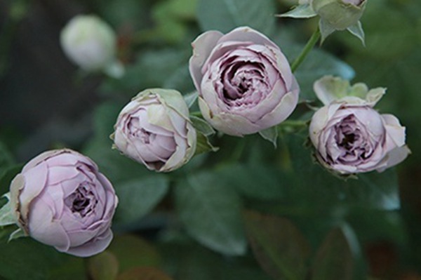 1706255570173533.jpg 蓝色绒球月季打不开