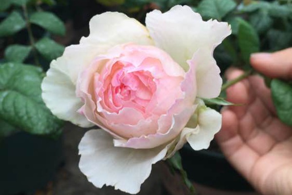 佩尔朱克/M-桃子 切花月季有哪些好品种值得入手