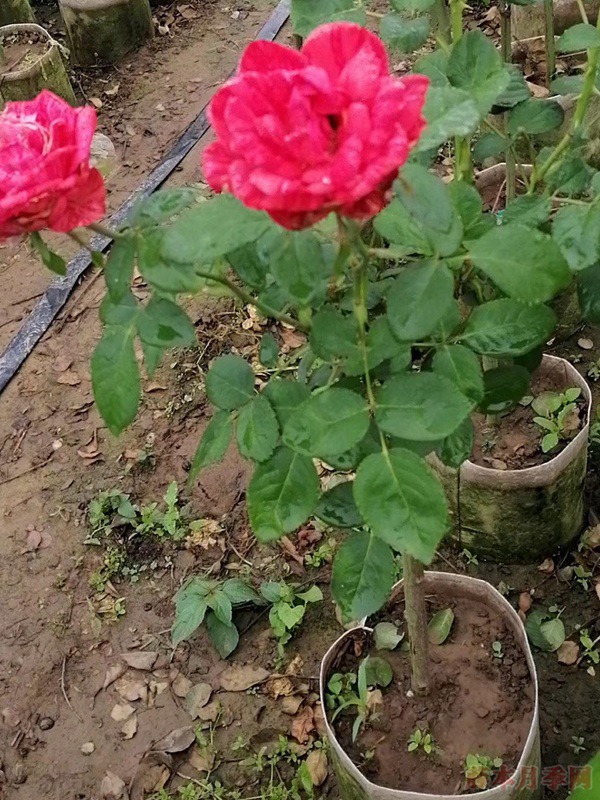 哪里有月季树卖,月季树去哪里批发 哪里有月季树卖,月季树去哪里批发