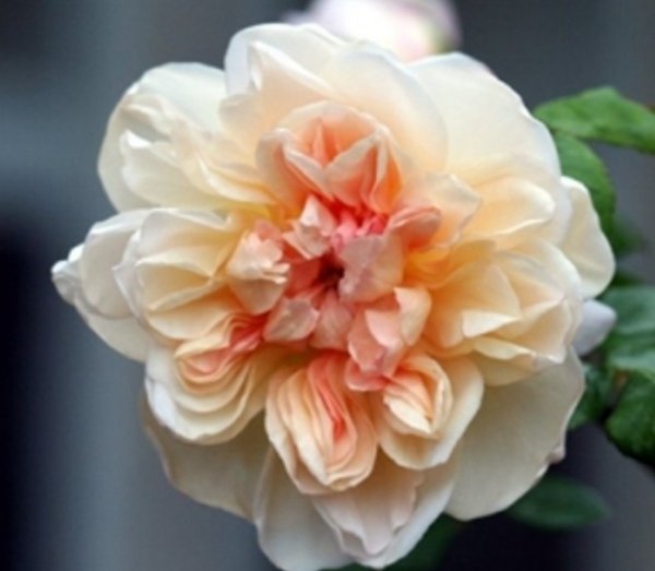 植物浇水的正确方法