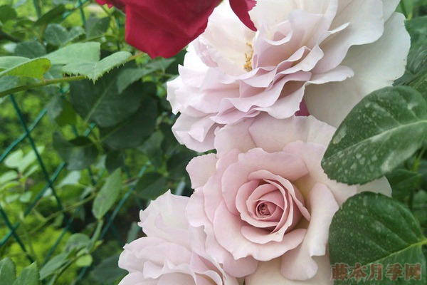 蜻蜓月季好养吗,适不适合阳台种植? 蜻蜓月季好养吗,适不适合阳台种植?