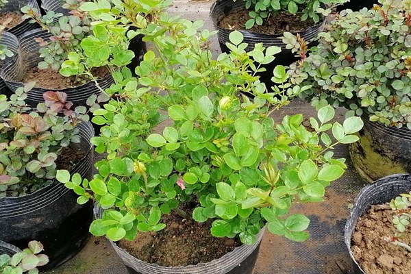 金丝雀月季的优缺点有哪些? 金丝雀月季的优缺点有哪些?