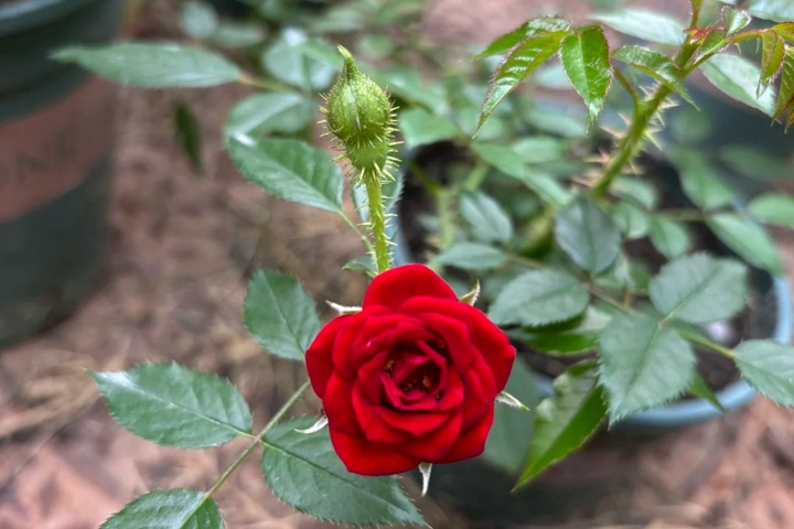 无条件的爱月季的优缺特点