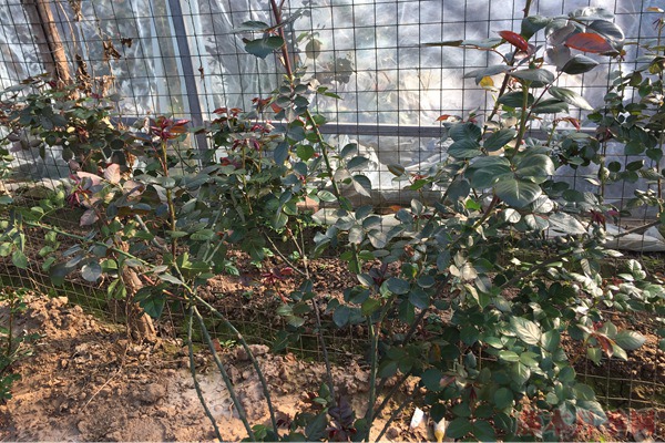 嫁接苗不肯发笋?没有的事! 嫁接苗不肯发笋?没有的事!