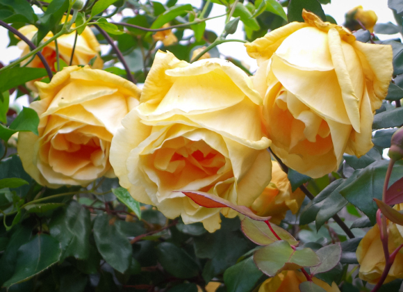 月季花叶面黑斑是什么原因 月季花叶面黑斑是什么原因