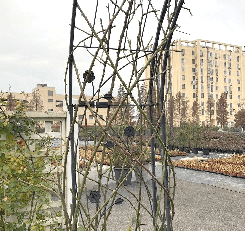 爬藤月季冬季修剪横拉技巧（做好了来年轻松开爆花）