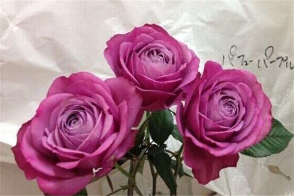 紫魂香水 紫魂香水