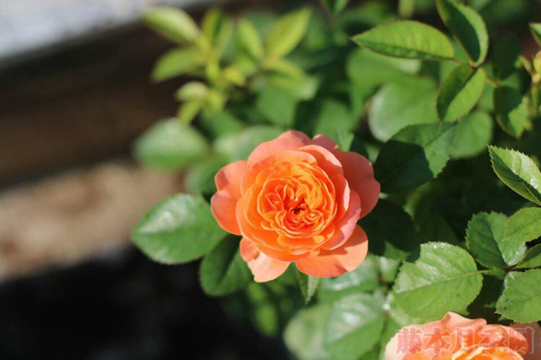 果汁阳台-微型月季 果汁阳台-微型月季