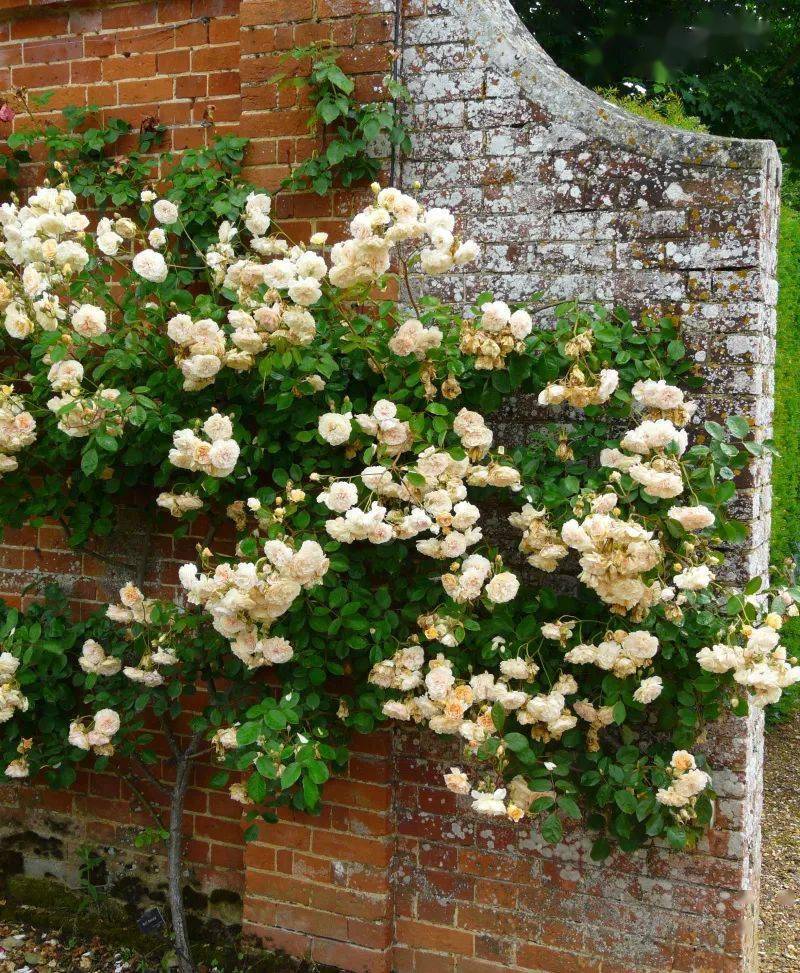 爬藤月季冬季修剪横拉技巧（做好了来年轻松开爆花）