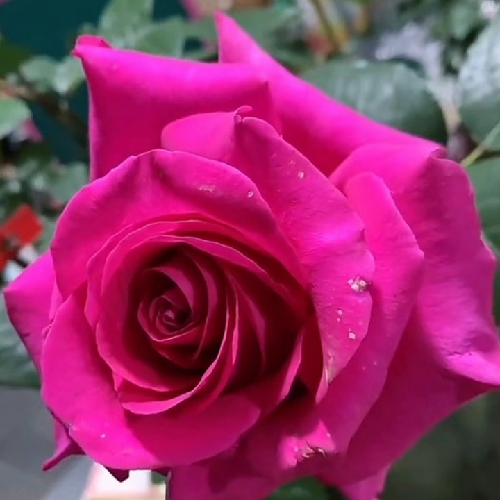 1710286354253306.jpg 弗洛伊德月季的优缺特点都有哪些?