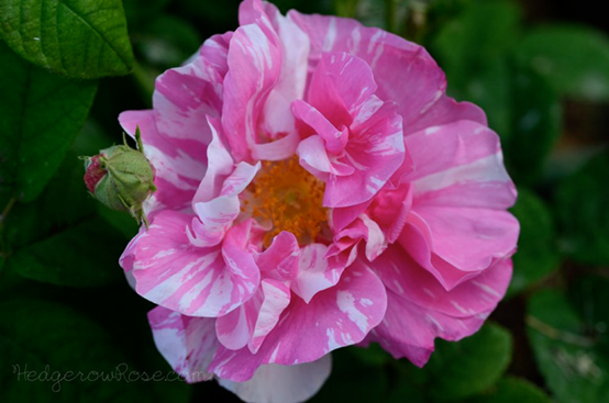 image 月季花型分类图(玫瑰)标准绽放形式图解