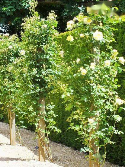 爬藤月季冬季修剪横拉技巧（做好了来年轻松开爆花）